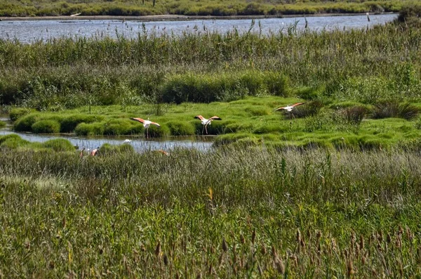 Die Landschaft Des Naturschutzgebietes Des Ebro Flusses Ist Möglich Verschiedene — Stockfoto