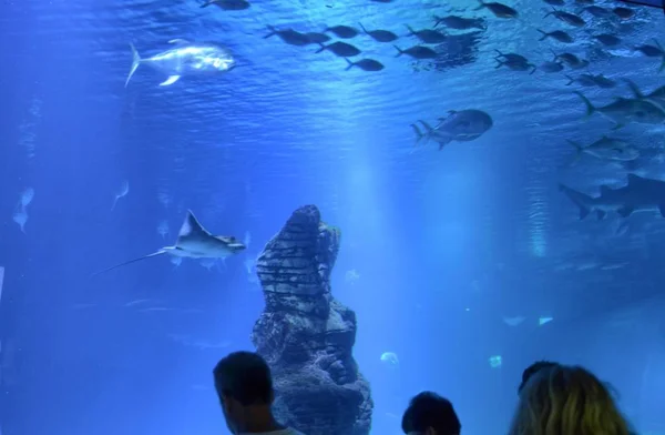 カラフルな魚の熱帯水族館 — ストック写真