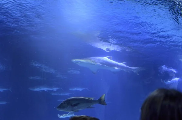 海洋水族館飼育下でイタチザメ — ストック写真