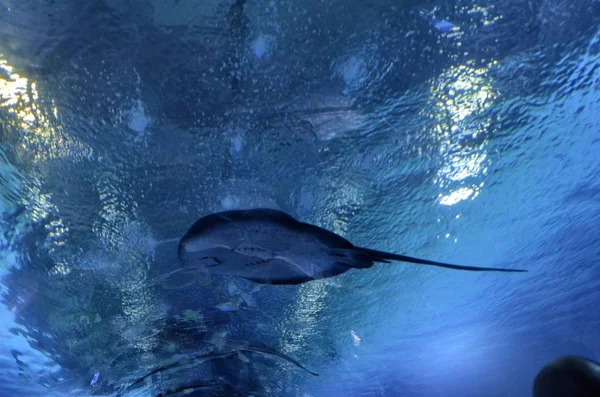 Rajiformes Het Aquarium — Stockfoto