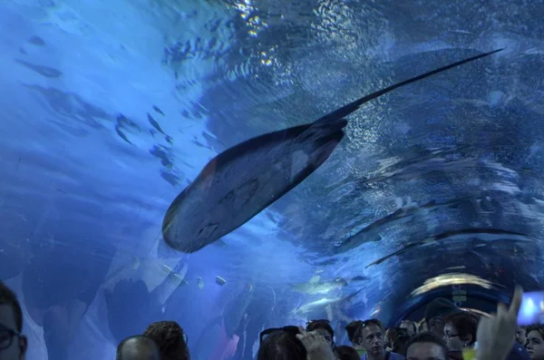 水族館の Rajiformes — ストック写真