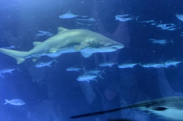 海洋水族館飼育下でイタチザメ — ストック写真