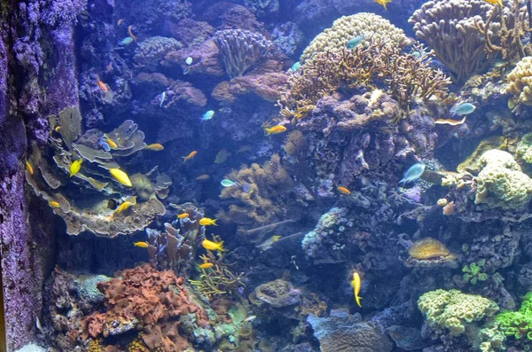 カラフルな魚の熱帯水族館 — ストック写真