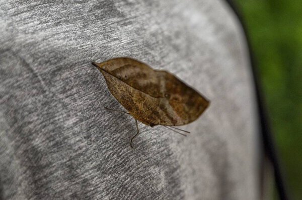 Dead leaf butterfly, Kallima inachus 16 August 2017 16:25