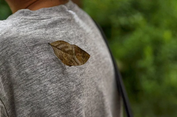 Dead Leaf Butterfly Kallima Inachus August 2017 — Stock Photo, Image