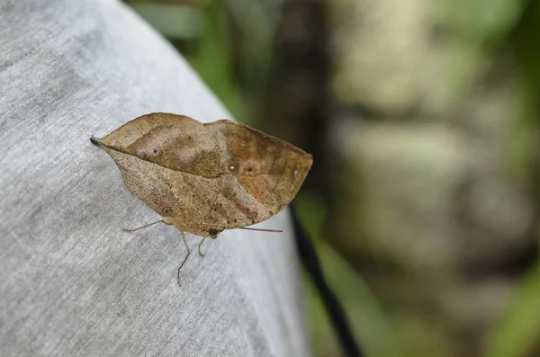 Dead Leaf Butterfly Kallima Inachus August 2017 — Stock Photo, Image