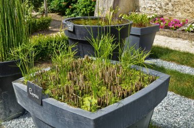 Cheverny, Loire Valley, Fransa. 26 Haziran 2017. Salatalar renkli çiçekler yanında bulduğumuz Emlak güzel bahçeleri.