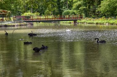 Cheverny, Loire Valley, Fransa. 26 Haziran 2017. Zarif siyah Emlak parkta kuğular.