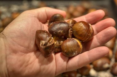 Kestanelerle dolu metal bir fırın tavası. 