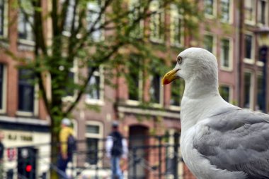 Amsterdam, Hollanda, Ağustos 201. Merkezdeki kırmızı ışıkta
