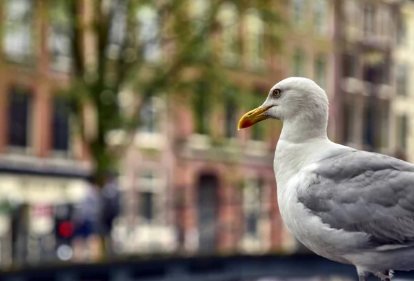 Amsterdam, Holandsko, srpen201. V centrální červené distriktu — Stock fotografie