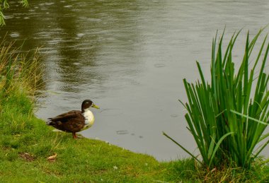 Amsterdam, Hollanda, Ağustos 2019. Vondelpark: büyük park 