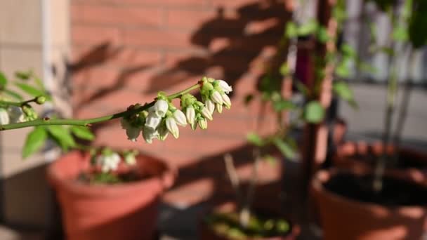 Turin, Piedmont, Italy. April 2020. Coronavirus pandemic: spring and nature are immune: close-up image of a blueberry flower bud. Blurry background. — Stock Video