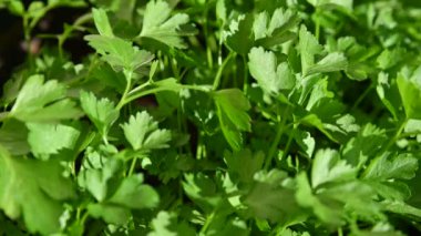 Tencere dolusu maydanoz tohumu, parlak yeşil yapraklar, video 
