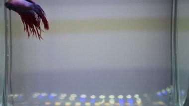 Akvaryum suyunda yüzen siyam dövüşçülerinin videosu.