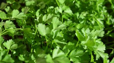 Tencere maydanoz tohumu dolu, adam eli parlak yeşil yapraklara dokunuyor, video. 