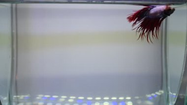 Akvaryum suyunda yüzen siyam dövüşçülerinin videosu.