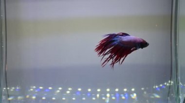 Akvaryum suyunda yüzen siyam dövüşçülerinin videosu.