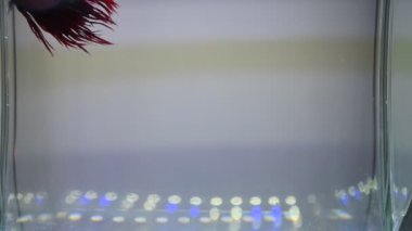 Akvaryum suyunda yüzen siyam dövüşçülerinin videosu.