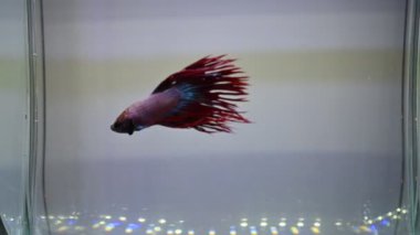 Akvaryum suyunda yüzen siyam dövüşçülerinin videosu.