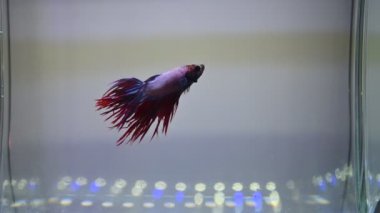 Akvaryum suyunda yüzen siyam dövüşçülerinin videosu.