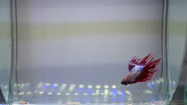 Akvaryum suyunda yüzen siyam dövüşçülerinin videosu.