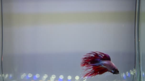 Vidéo Poissons Combat Siamois Nager Dans Eau Aquarium — Video