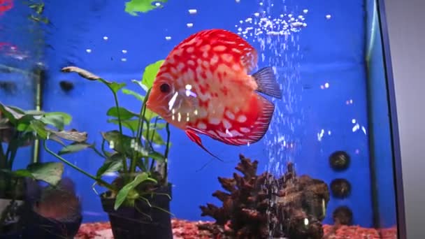 Akvárium Úszás Piros Hal Videó — Stock videók