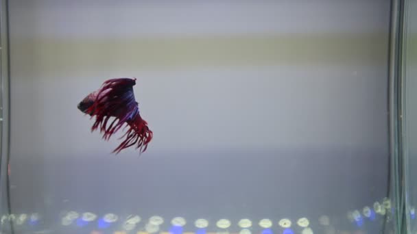 暹罗战斗鱼在水族馆水中游泳的录像 — 图库视频影像