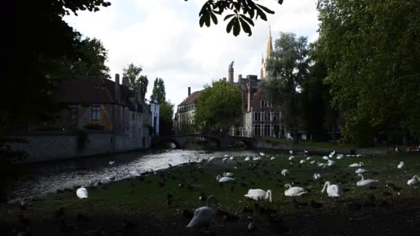 ベルギーのブルージュ 2019 魅力的な旧市街では Rozenhoedkaaiは主要な観光スポットの1つです 歴史的な家の中で曲線を描く運河 しだれ柳は素晴らしいです — ストック動画