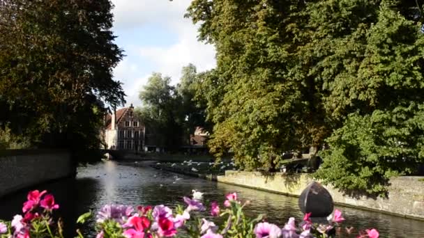 Brujas Bélgica Agosto 2019 Desde Puente Sobre Canal Con Cisnes — Vídeo de stock