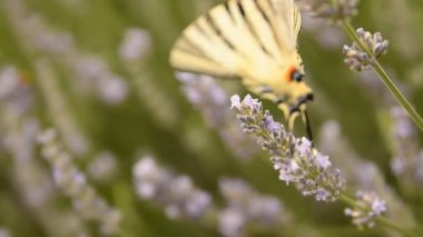 Çiçek açmış lavanta çalılarının üzerinde bir kelebeği yakından çek..