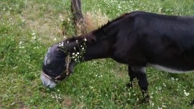 Esaret altındaki bir eşek, sahipleri tarafından çevrili çayırda hareket eder. Sürekli etrafında vızıldayan sinir bozucu sineklerden korumak için sinyal tak..