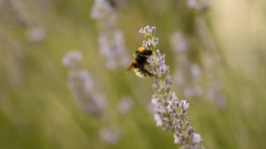 Çiçekli lavanta çalılarının üzerindeki eşek arısının yakın plan görüntüsü.
