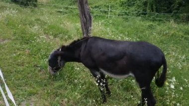 Esaret altındaki bir eşek, sahipleri tarafından çevrili çayırda hareket eder. Sürekli etrafında vızıldayan sinir bozucu sineklerden korumak için sinyal tak..