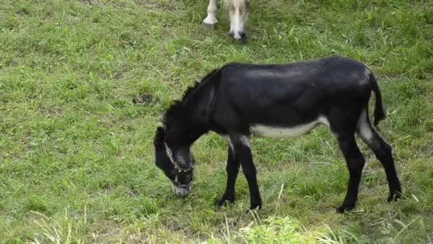 Een Ezel Gevangenschap Beweegt Zich Weide Die Door Eigenaren Wordt — Stockvideo