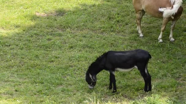 飼育下のロバの牧草地の所有者に囲まれて移動します 常に彼の周りに話題の迷惑なハエから彼を守るためにBlinkerを身に着けている — ストック動画