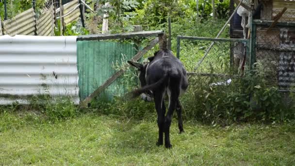 Un âne en captivité se déplace dans la prairie fermée par les propriétaires. Portez un clignotant pour le protéger des mouches agaçantes qui bourdonnent constamment autour de lui.