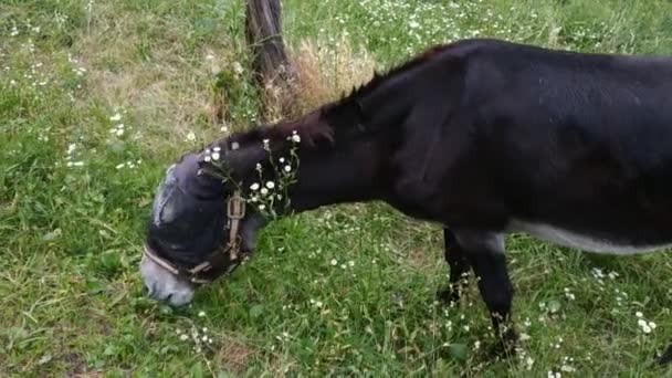 Åsna Fångenskap Rör Sig Ängen Omgiven Ägare Bär Blinker För — Stockvideo