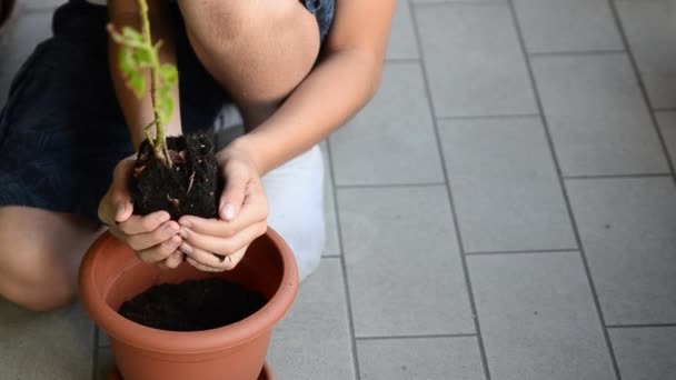Ein Junger Kaukasischer Junge Hält Sanft Eine Blaubeerpflanze Seinen Händen — Stockvideo