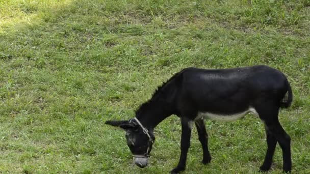 Un âne en captivité se déplace dans la prairie fermée par les propriétaires. Portez un clignotant pour le protéger des mouches agaçantes qui bourdonnent constamment autour de lui.