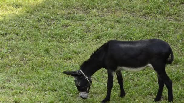 Osioł Niewoli Porusza Się Łące Otoczonej Przez Właścicieli Noś Migacz — Wideo stockowe