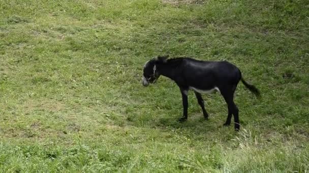 Donkey Captivity Moves Meadow Enclosed Owners Wear Blinker Protect Him — Stock Video