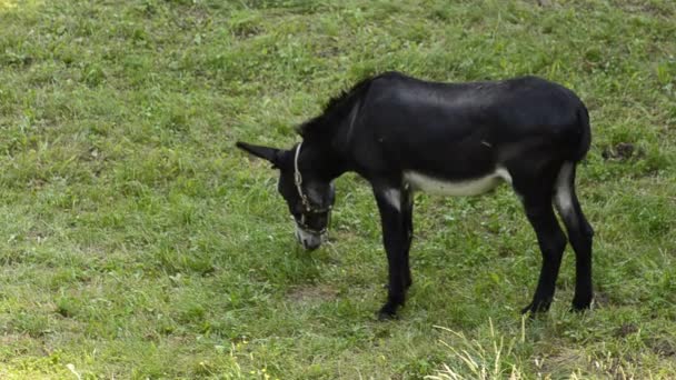 Osioł Niewoli Porusza Się Łące Otoczonej Przez Właścicieli Noś Migacz — Wideo stockowe