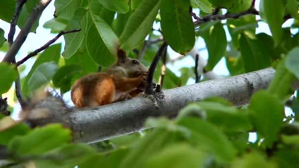 Σκίουρος σε ένα δέντρο στο δάσος — Αρχείο Βίντεο