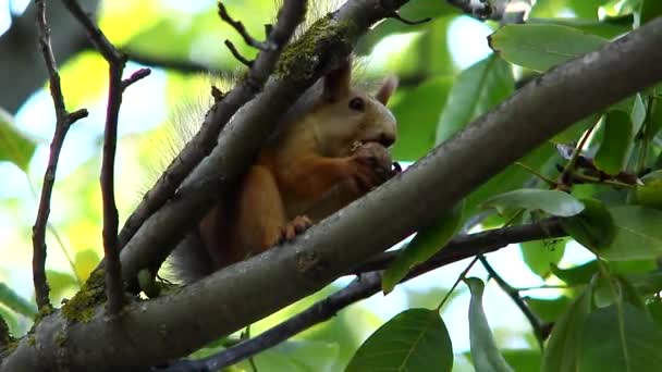 Wiewiórka na drzewie w lesie — Wideo stockowe