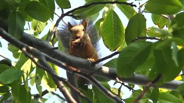 Écureuil sur un arbre dans la forêt — Video