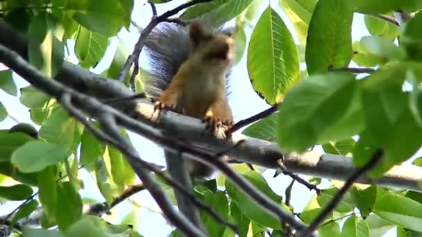 Білка на дереві в лісі — стокове відео