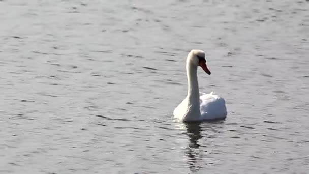 A tó hattyúk Covey — Stock videók