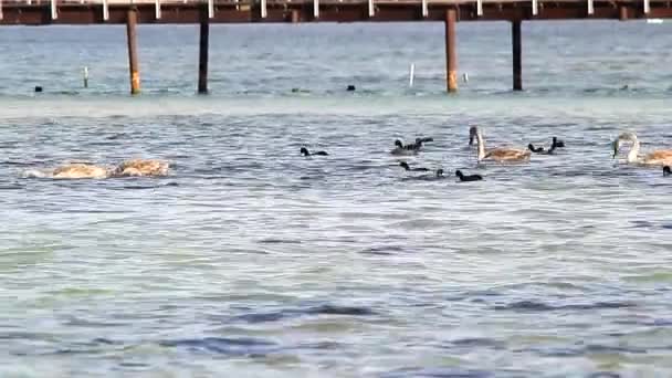 Covey de cisnes en un lago — Vídeos de Stock